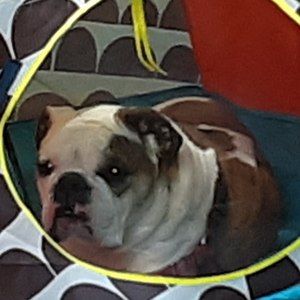 Meet your Posher, Deborah